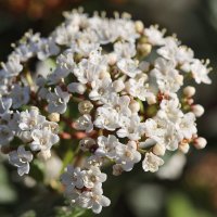 Кашка. :: Оля Богданович