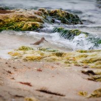 Кулик и море :: Светлана Тихонина