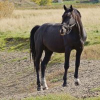 Коняшка. :: Андрей Катков