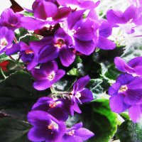 Фиалка цветёт :: Людмила Смородинская