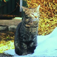 Греется на солнышке :: Людмила Смородинская