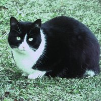 Хорошо в саду :: Людмила Смородинская