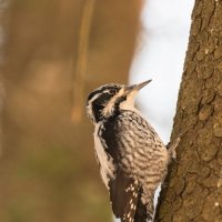 Трёхпалый дяте. :: Виктор Евстратов