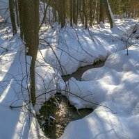Лесной ручей :: Сергей Цветков Лесной ручей :: Сергей Цветков