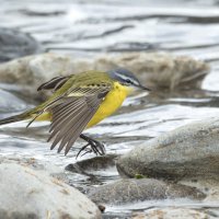 желтая трясогузка :: юрий макаров