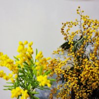 Две мимозы :: Юрий Гайворонскiий