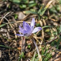 Крокус :: Игорь Сикорский