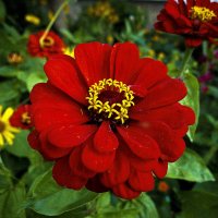 Любовь и тепло :: Владимир Кроливец