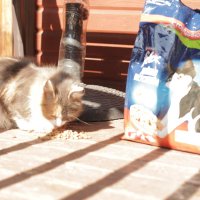 Помощь ничейныи маленьким зверям. :: Михаил Елочкин