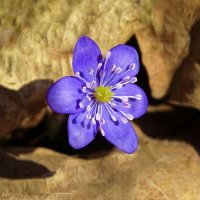 Лесная печёночница. :: Милешкин Владимир Алексеевич 