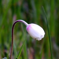 Бутон ветреницы. :: nadyasilyuk Вознюк