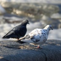 Весна и голуби :: Наталья Герасимова