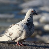 *** :: Наталья Герасимова