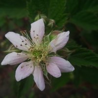 цветёт ежевика :: Елена Шаламова