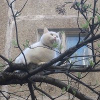 Коты прилетели :: Елена Семигина