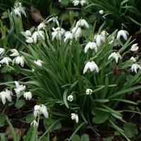 Подснежники :: Рита Симонова Подснежники :: Рита Симонова