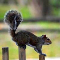 Белочка :: Таня Фиалка