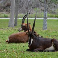 Антилопа Джейран :: Таня Фиалка