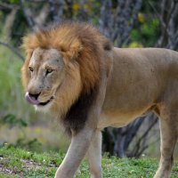 Сейчас кого-то съем :: Таня Фиалка