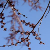 Вяз цветет :: Павленко Михаил 