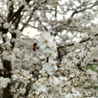 Пора цветения и дивных ароматов :: tatyana 