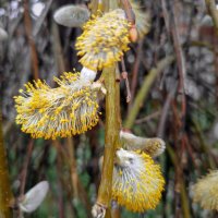 *** :: Игорь Протасов