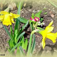 Ростовская весна :: Нина Бутко