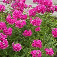 Флоксы :: Freddy 97