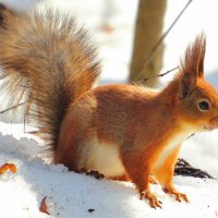 Поменяла шубку :: Андрей Снегерёв