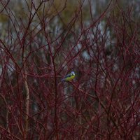 Красивая голубая синица. Лазоревка. :: Наталья Вязигина