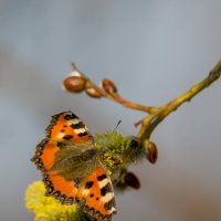 Первые весенние бабочки. :: Sergey (Apg)