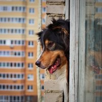 Смотрящий за порядком во дворе) :: Артём Евтюхов