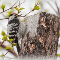 МАЛЫЙ ПЕСТРЫЙ ДЯТЕЛ ... :: Владимир Железнов