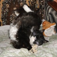 отдых после прогулки :: Наталья Штанулина