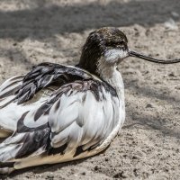 Шилоклювка :: SanSan 