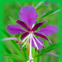 Ничего я не знаю нежней иван-чая! :: nadyasilyuk Вознюк