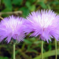 Васильковая парочка. :: nadyasilyuk Вознюк