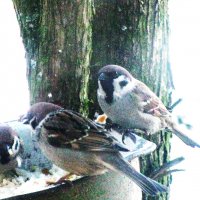 Проголодались :: Людмила Смородинская Проголодались :: Людмила Смородинская