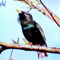 Скворушка прилетел :: Людмила Смородинская