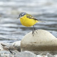 желтая трясогузка :: юрий макаров