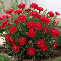 цветы :: МАРИЯ ПОПОВА