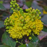 Магония падуболистная :: Giant Tao /