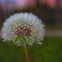 Одуванчик полевой :: Giant Tao /