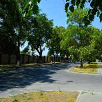 Керчь. Цветёт софора на улице Кирова. :: Пётр Чернега Керчь. Цветёт софора на улице Кирова. :: Пётр Чернега