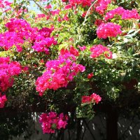 Бугенвиллея :: Ольга 