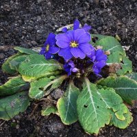 Примула :: Рита Симонова Примула :: Рита Симонова