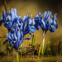 Ирисы :: Игорь Шевченко