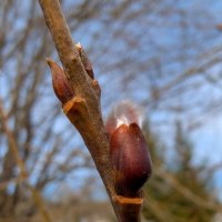 Признаки весны :: Анастасия Логинова
