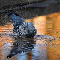 Весеннее купание в луже. :: Татьяна Бравая