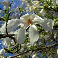 Магнолия Кобус :: Сергей Карачин